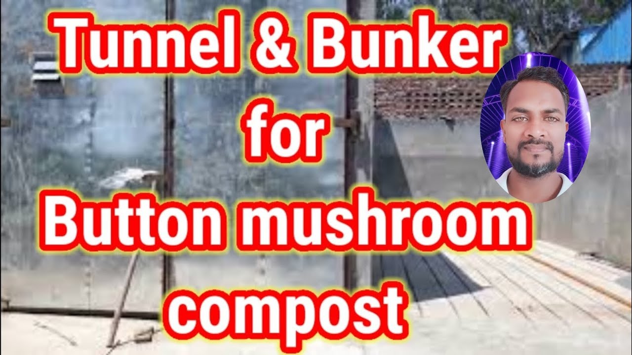 Tunnel and bunker for compost / Button mushroom composting unit YouTube