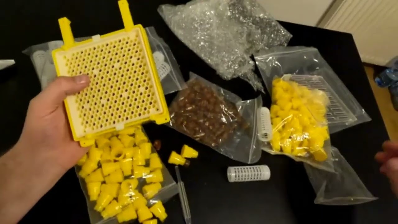 Hodowla matek system Jenter  pszczoły 2022