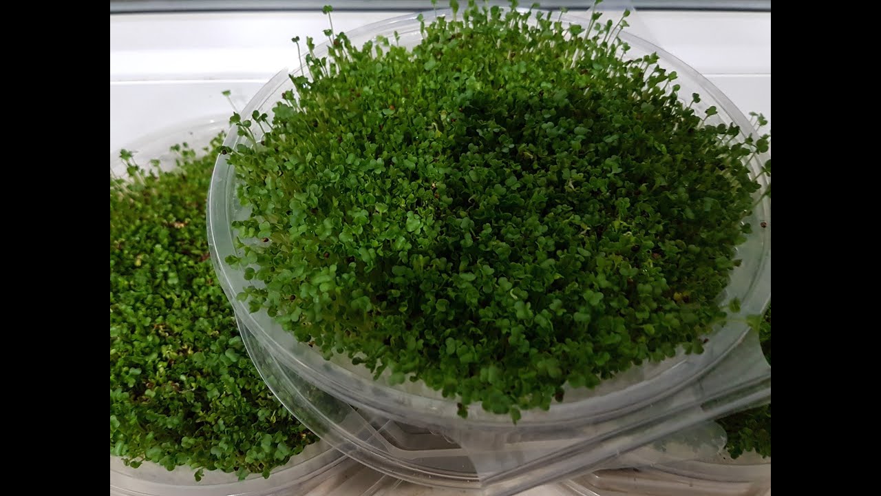 🔴MİKRO YEŞİLLİK 300 KAT DAHA ETKİLİ ( MİNERAL , VİTAMİN ve PROTEİN DEPOSU )