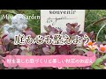 【ガーデニング】秋を楽しむため🌿9月にやりたい庭仕事【花期が長い秋の花を植える】*癒しの庭づくり