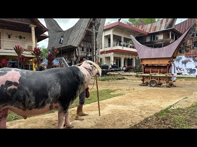 Ma Pasonglo keliling kampung pemakaman Alm. Na' Arthur di Tambunan Lembang Tallung Penanian Torut class=