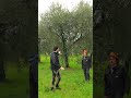 piantone di olivo abbandonato  come fare una potatura di riforma per farlo tornare perfetto