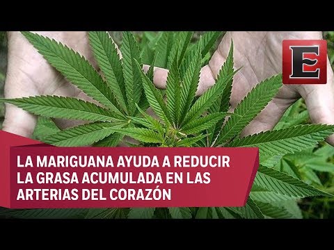 como bajar de peso con marihuana