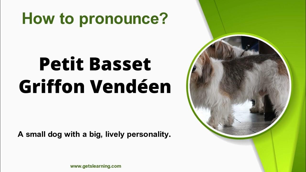 How to Pronounce (Petit Basset Griffon Vendéen) in English Correctly