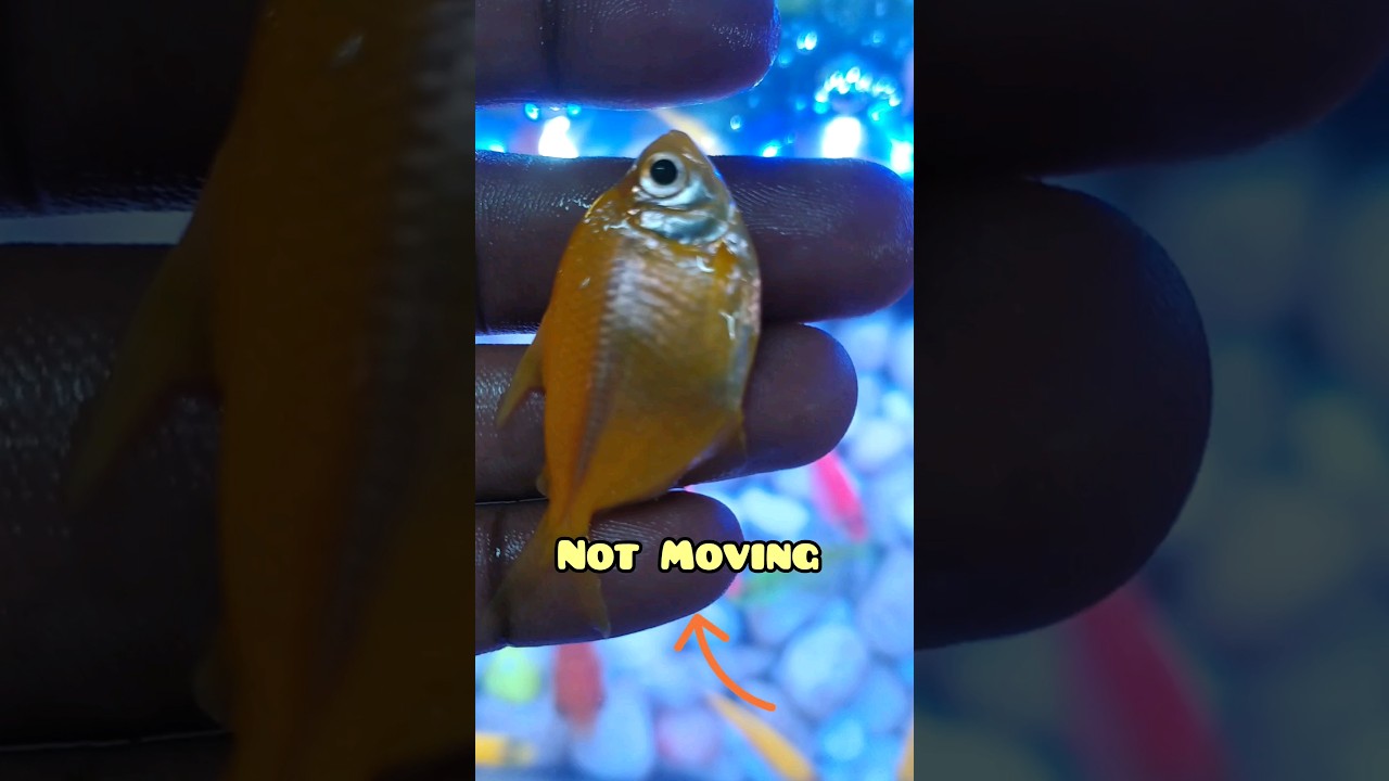 Fish CPR 🥺 Watch til the End 🤯 