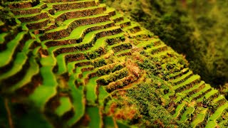 Rice Terraces in Banaue - Pristine Philippines Vol.1