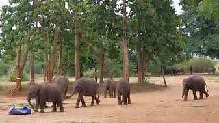 Elephant Feeding Time In Udawalawa Sri Lanka! Watch These Gentle Giants Enjoy Their Meal. #elephant