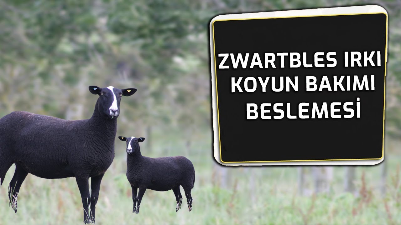 ZWARTBLES IRKI KOYUN ÖZELLİKLERİ BAKIMI VE BESLEMESİ | HEKİM GÖRÜŞÜ - BURSA/KESTEL