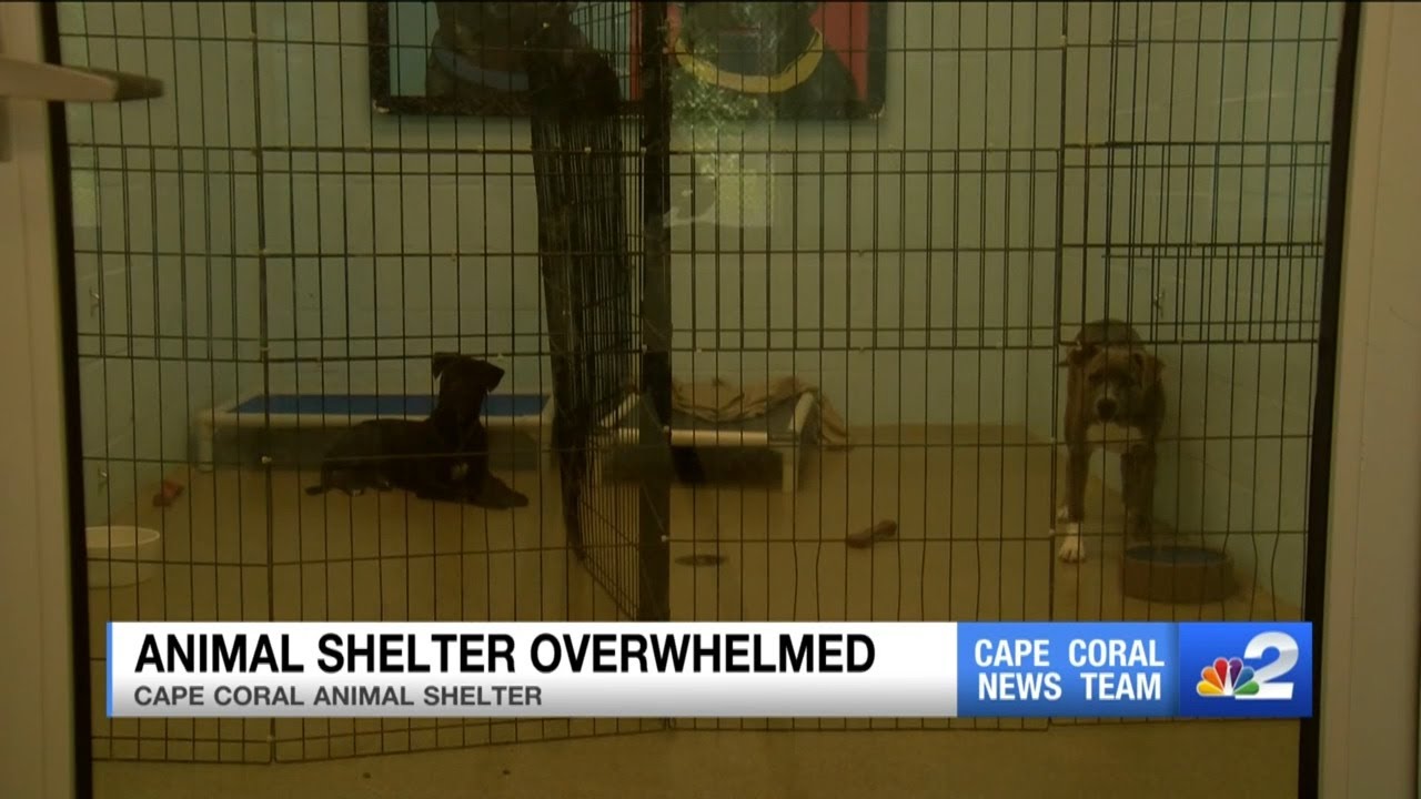 Cape Coral Animal Shelter seeks help amid overcapacity crisis YouTube