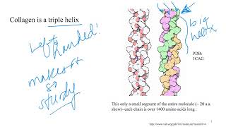 Fibrous proteins - collagen (Dr Terrell)