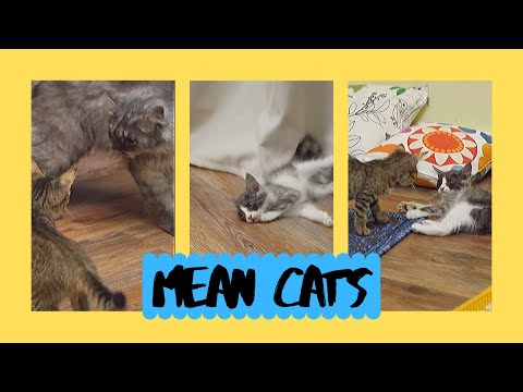 mean-cats-moments---funny-cat-compilation-video