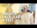 Poodle face ears  feet