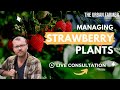 Managing Strawberry Plants - LIVE Q&amp;A [ LISTEN IN ]