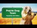 How Prairie Dogs Invented Air Conditioning