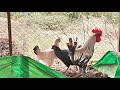 How to control Bad Smell in Poultry Farm