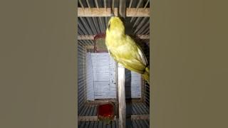 Pleci mata hitam dari TOPOYO gacor