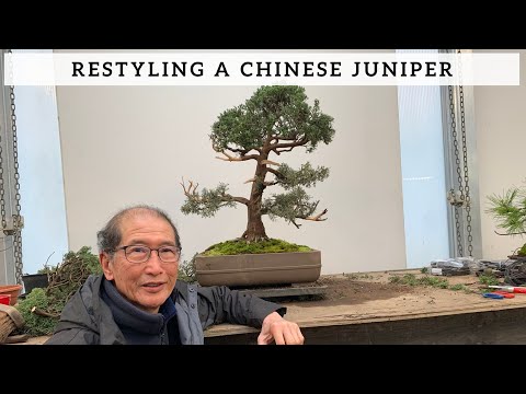 Video: Juniper Chinese - Beskrivelse, Fordele Og Pleje