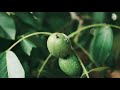 Fujifilm X-T5: The Garden