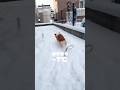 【−7℃】コーギーの寒すぎる庭遊び🥶