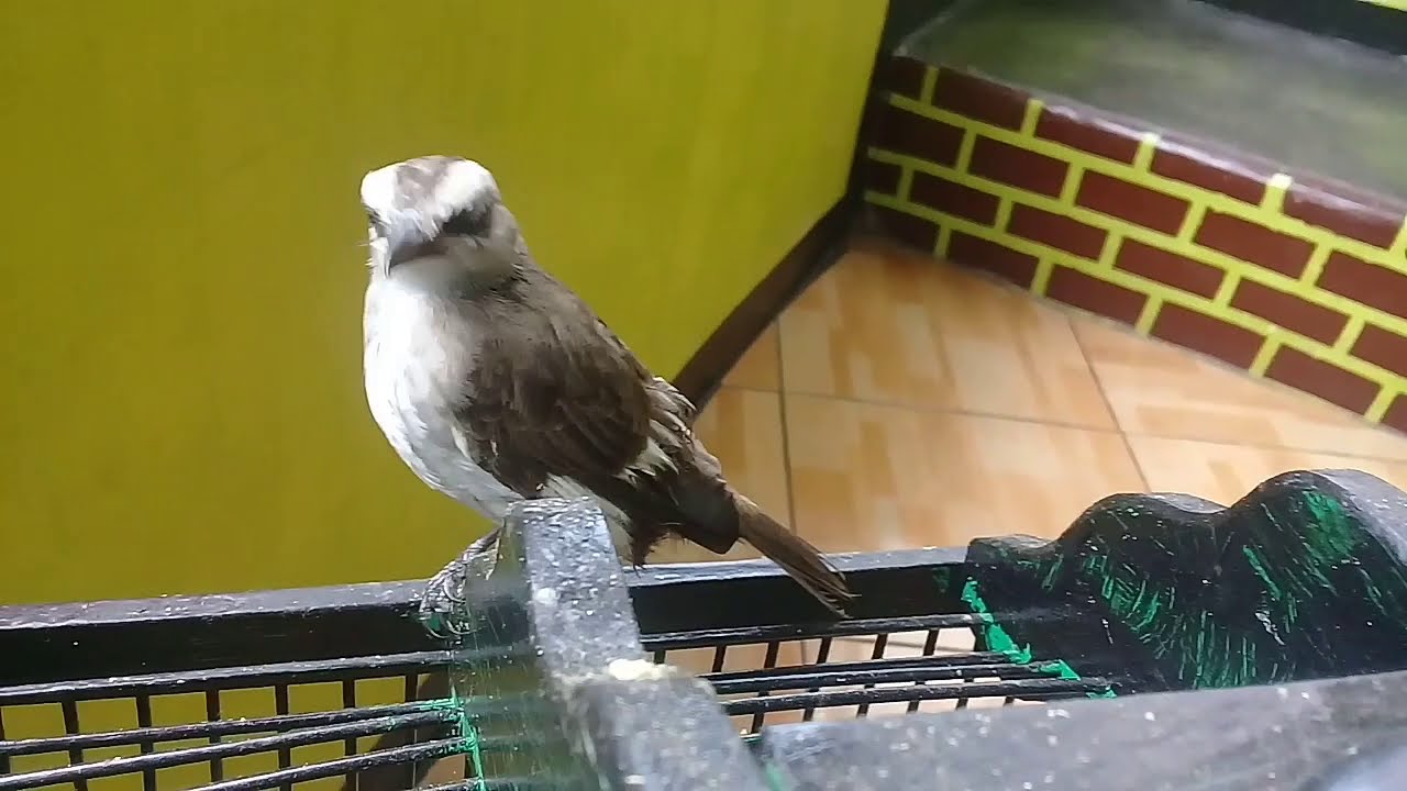 ANAKAN BURUNG CENDET ATAU TOED 