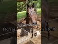 Horses Being Dramatic And Super Funny FunnyHorses HorseFails SillyHorses HorseCompilation 