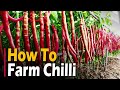 How to farm Chilli | Chilli Farming / Chilli Cultivation | Hot Pepper Farming