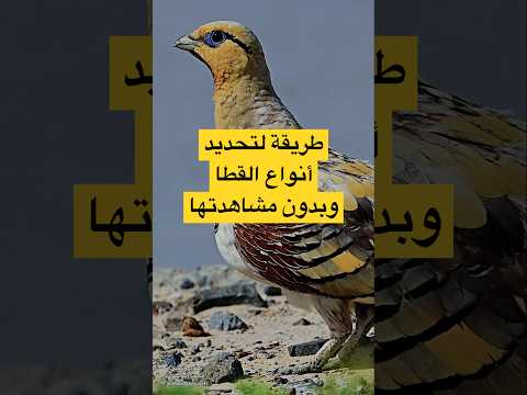 طريقة سهلة لتحديد أنواع القطا بميادين الرصد والتصوير والصيد وبدون مشاهدتها التمييز ب أصوات الطيور