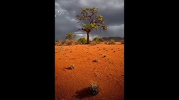 💐 أو ليس الذي خلق السموات والأرض //من سورة يس /الشيخ عبد الله القرعاوي 💐