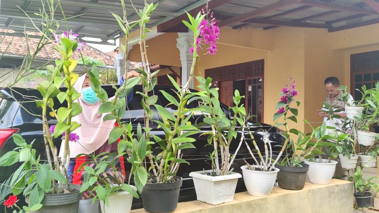ANGGREK DENDRO SUBUR, CUMA DIPUPUK 6 BULAN SEKALI.