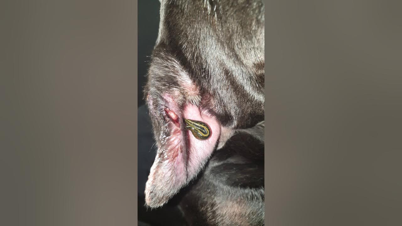 dog ear hematoma drain with leech YouTube