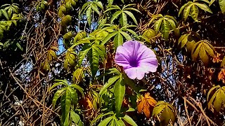 ست الحسن اسرع وافضل نبات مزهر ومتسلق3 طرق مختلفة للاكثار والعناية  propagation of atropa belladonna