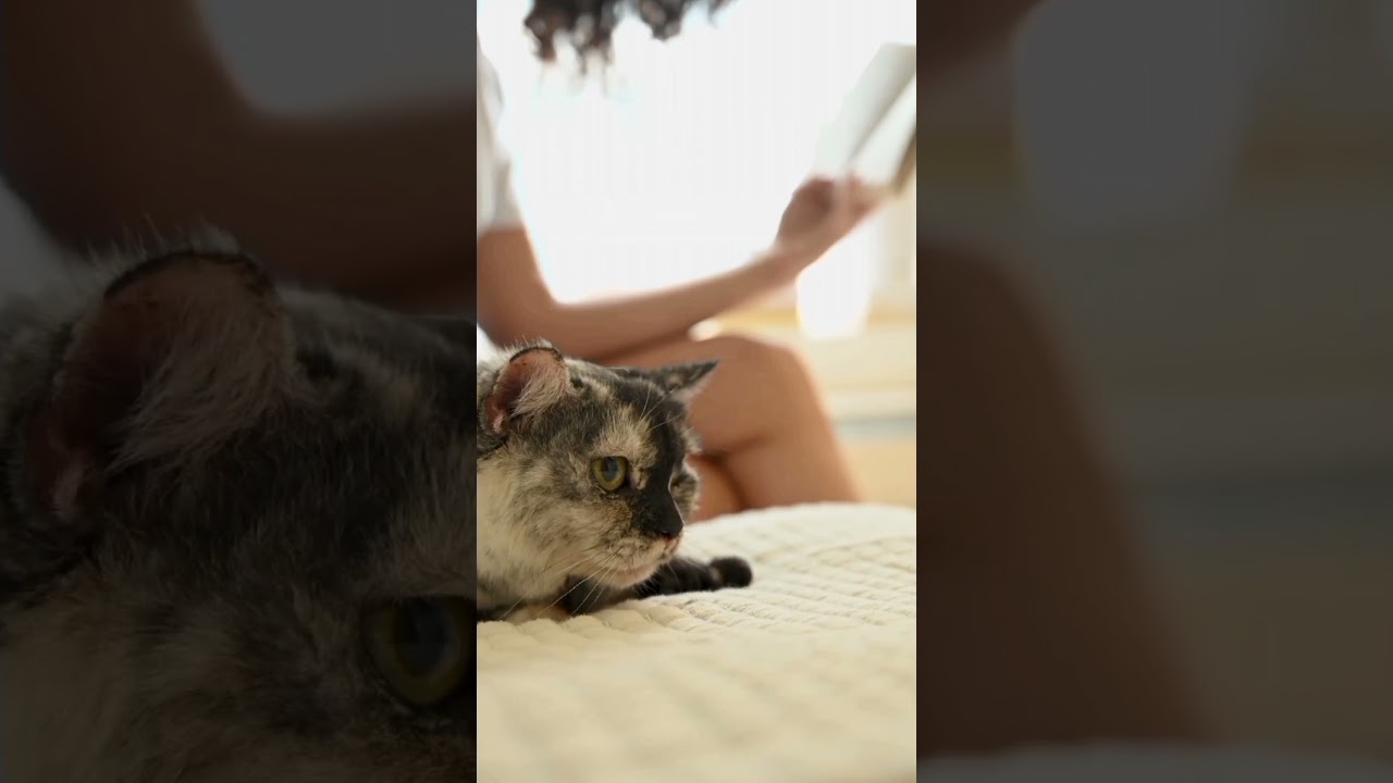 Funny Cats. #funnycats #cats #قطط