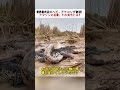 世界最大級のヘビ、アナコンダ登場！ アマゾンの王者、その実力とは？ #アナコンダ #アマゾン #巨大ヘビ #自然の驚異 #野生動物