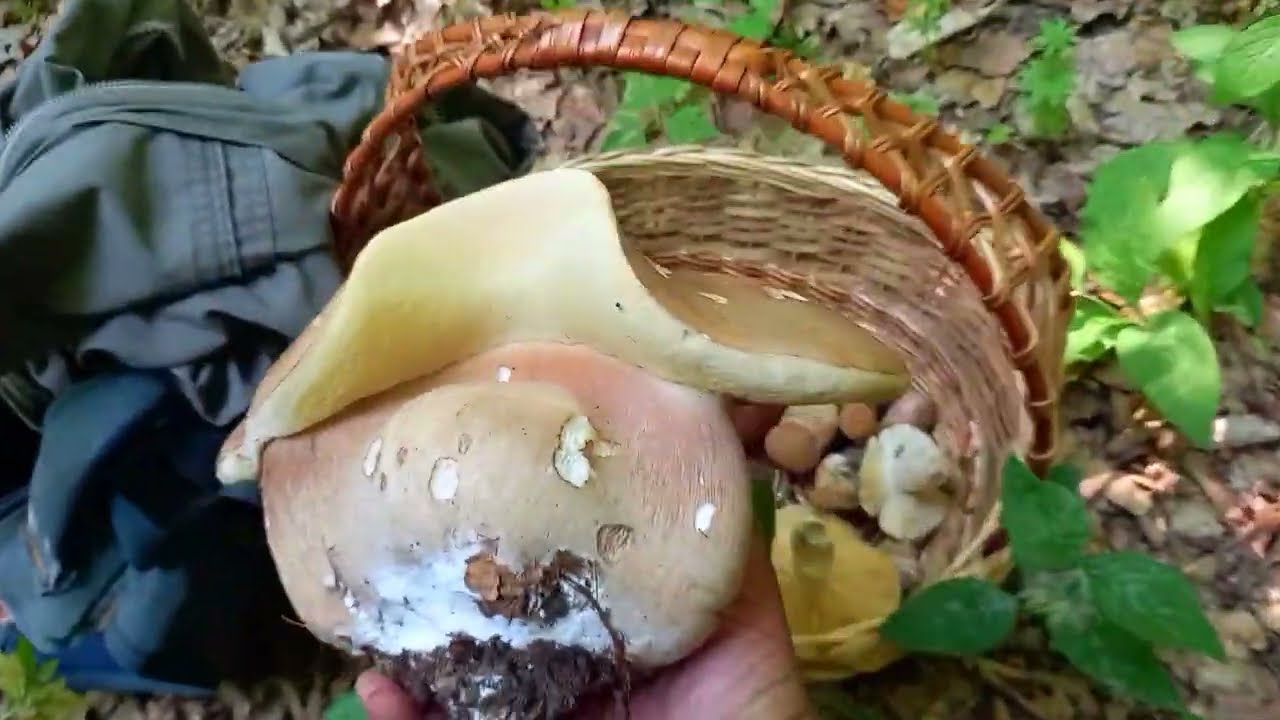 Перший білий біля кілухи..гриби..перші гриби..!білий гриб ГІГАНТ.гриби минулого року початок червня