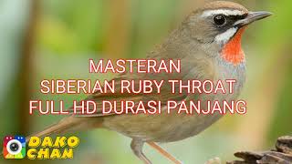 SIBERIAN RUBY THROAT AUDIO ONLY HD // MASTERAN