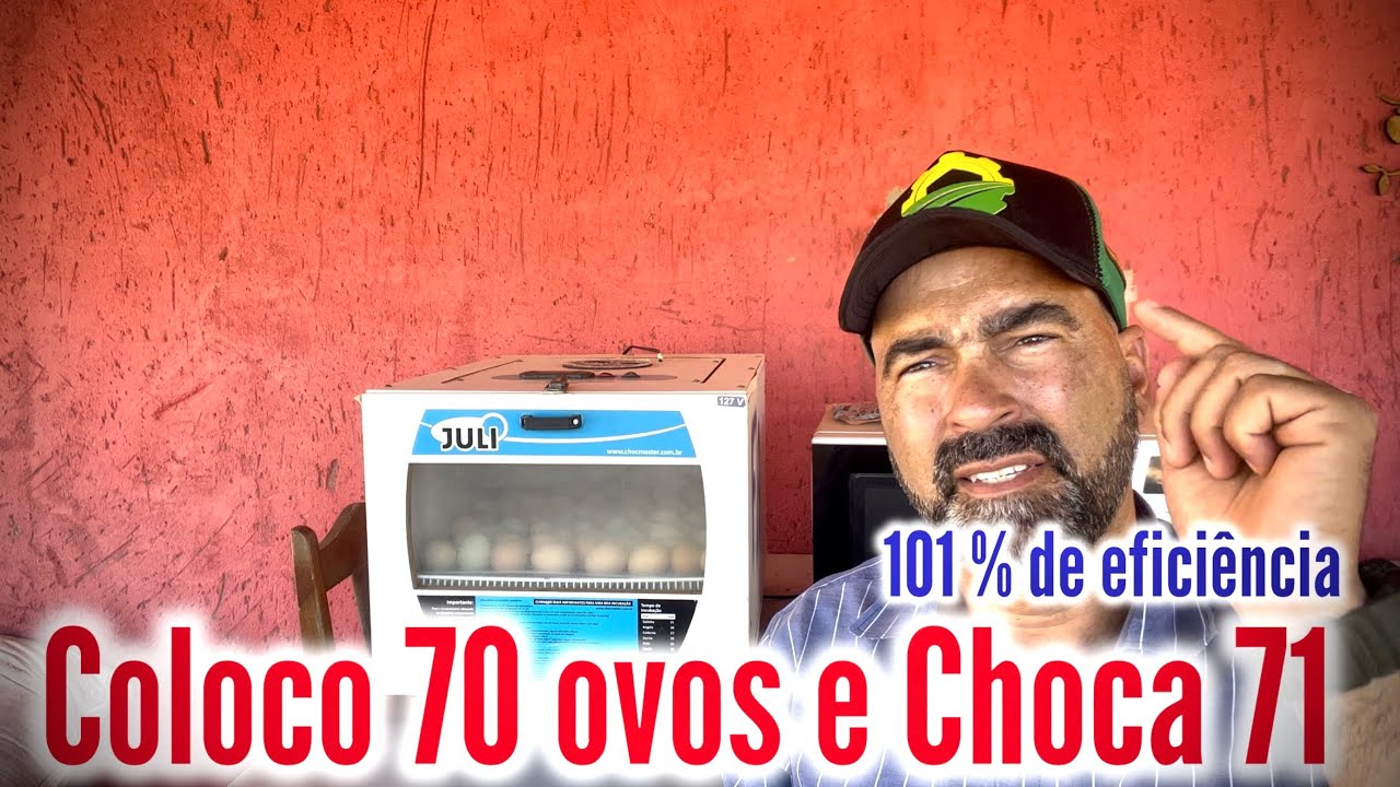 EU COLOCO 70 OVOS NA CHOCADEIRA E NASCE 71 PINTINHOS | VENHA SABER O QUE EU FAÇO PRA NASCER 1 MAIS