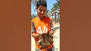 عصفور الزرادي اللبودي صيد في عام 2021 الصيد الصياد السيناوي 