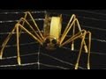 Stop Motion Animation / Tool Insects