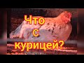 Курица чихает, хрипит. Через день всё проходит. Даю... 🐔