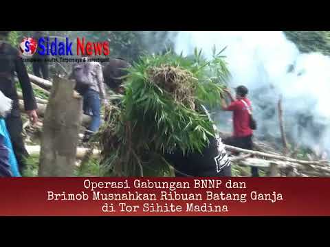Operasi Gabungan BNNP dan Brimob Musnahkan Ribuan Batang Ganja di tor Sihite Madina