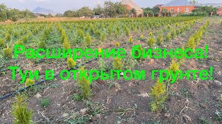 видео: 🌳🌲Высадили туи в открытый грунт!Стали партнёрами.🤝Расширяем бизнес!🌳🌲 картинка: 🌳🌲Высадили туи в открытый грунт!Стали партнёрами.🤝Расширяем бизнес!🌳🌲