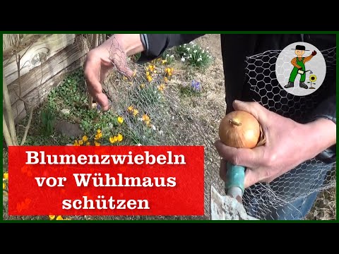 Video: Blumenzwiebeln schützen - Nagetiere von Blumenzwiebeln fernh alten