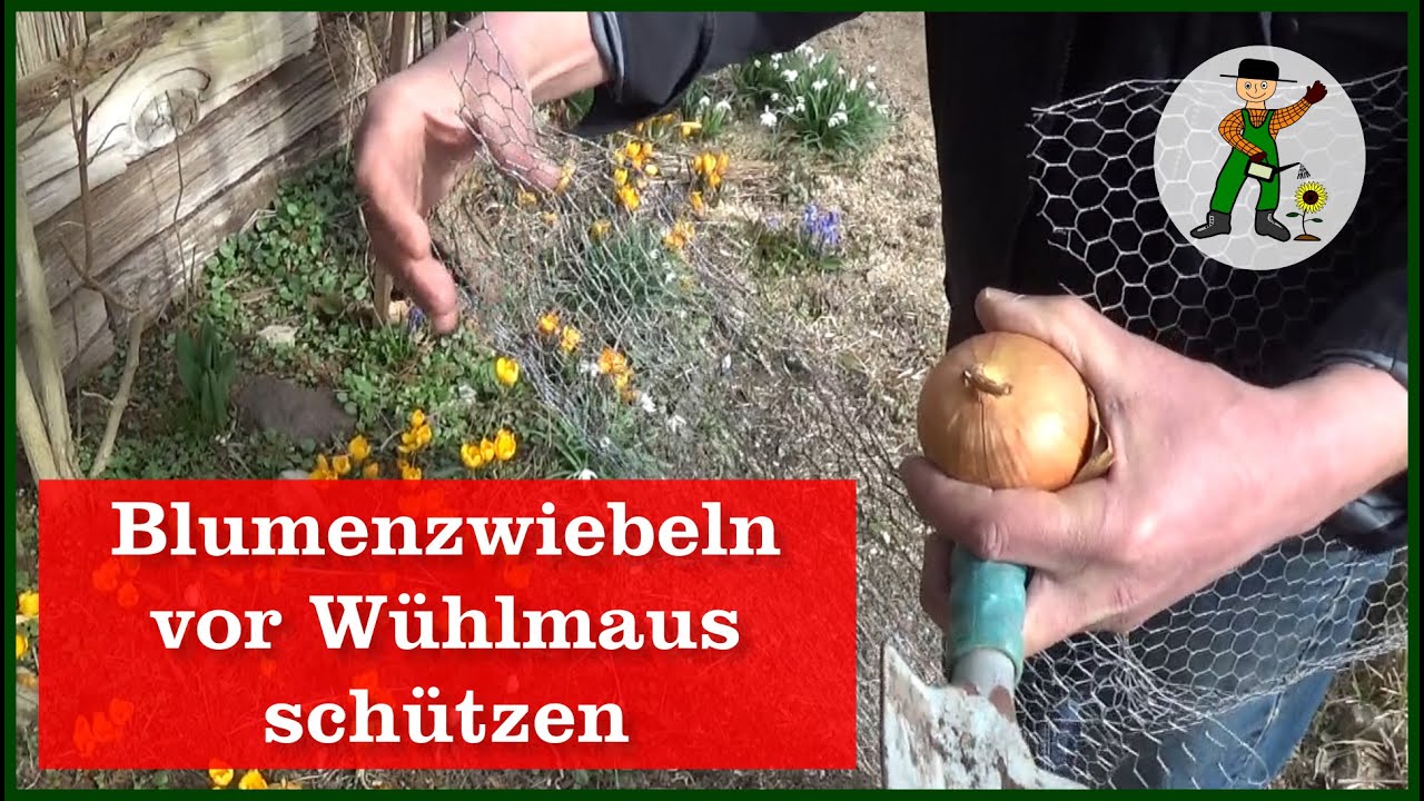 Blumenzwiebeln vor Wühlmaus schützen YouTube