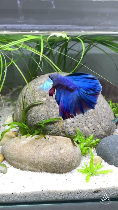Ikan Cupang Sirip Dan Ekor Indah