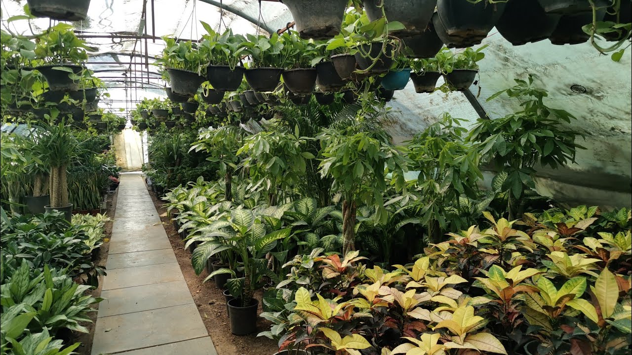 جوله في أكبر مشاتل بغداد بيج محبي النباتات مشتل الشرق الأوسط 🌱🌵🌿