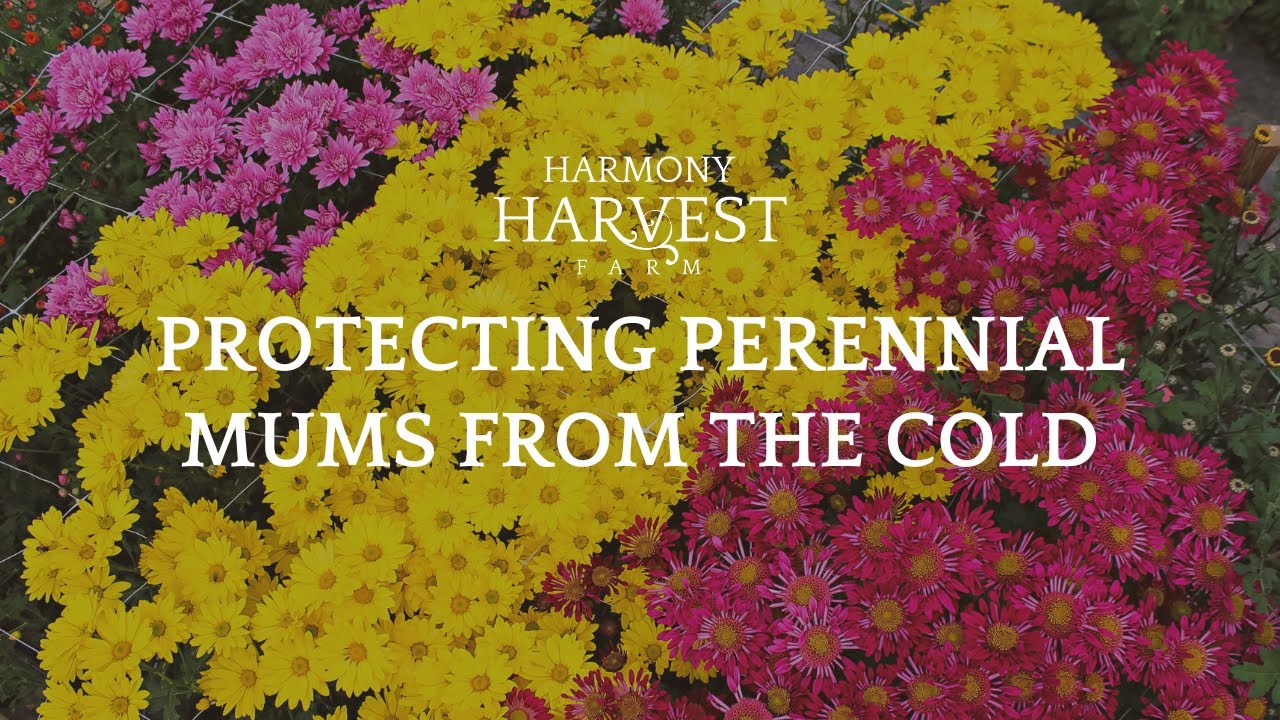 How to Protect Perennial Mums During Cold Temperatures