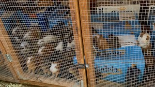 Crisis in SLA 🚨 400  Guinea Pigs Found In Hoarding Case