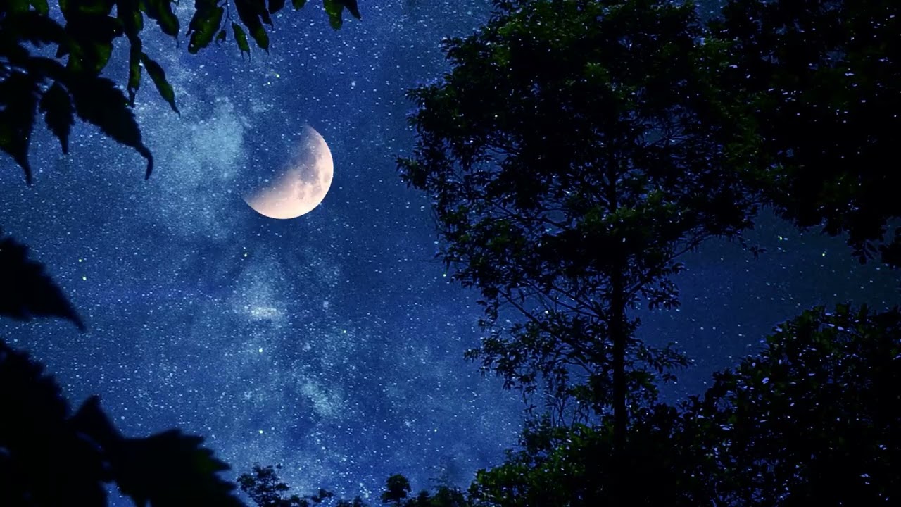 Звуки ночных сверчков — успокаивающие ночные звуки природы для глубокого сна и расслабления