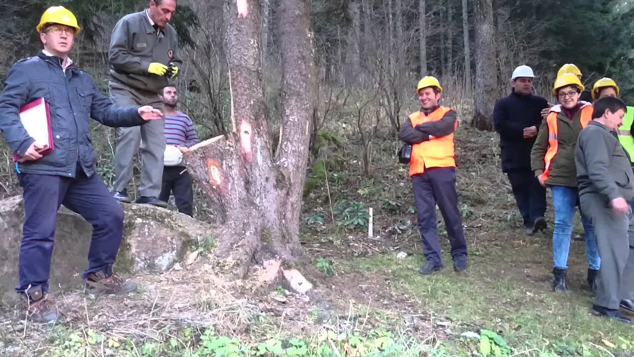 Ktü Orman Mühendisliği -Ali Sevgi