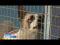 Проблема бездомных собак в Рыбинске